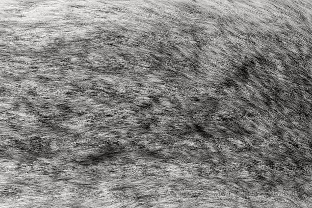 istock abstract texture imitation of gray fur 536557187