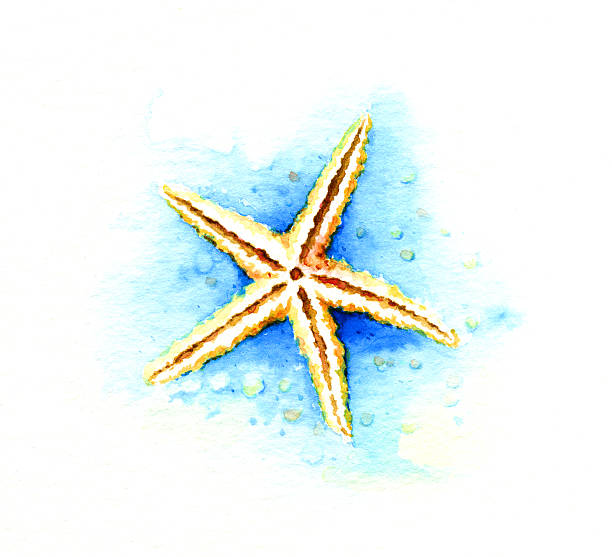 морская звезда - jara stock illustrations