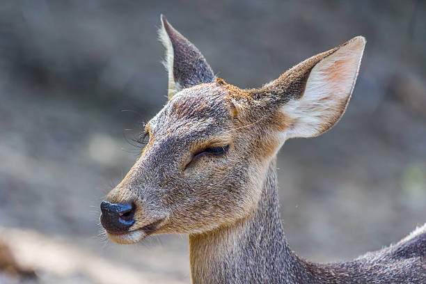 istock Baby deer close the eye 536558089