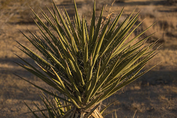 istock Cactus plant California desert 536558159