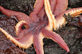 orange-sonne-sterne-solaster-stimpsoni.jpg?b=1&s=170x170&k=20&c=MDyVLsJvP-3J3D4-BTq3TwvpYdECUoyFNHQ_jQm2_Dk=