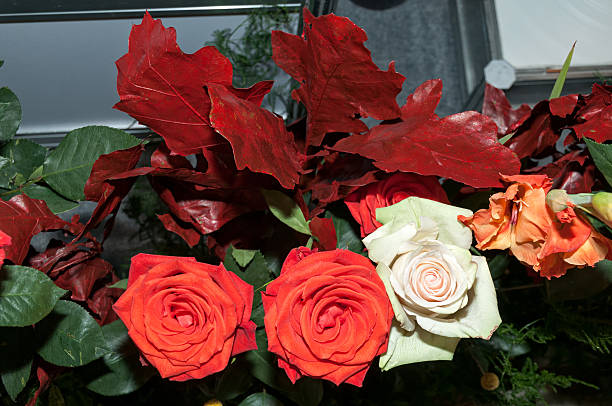 istock Three colorful red and white roses 536558743