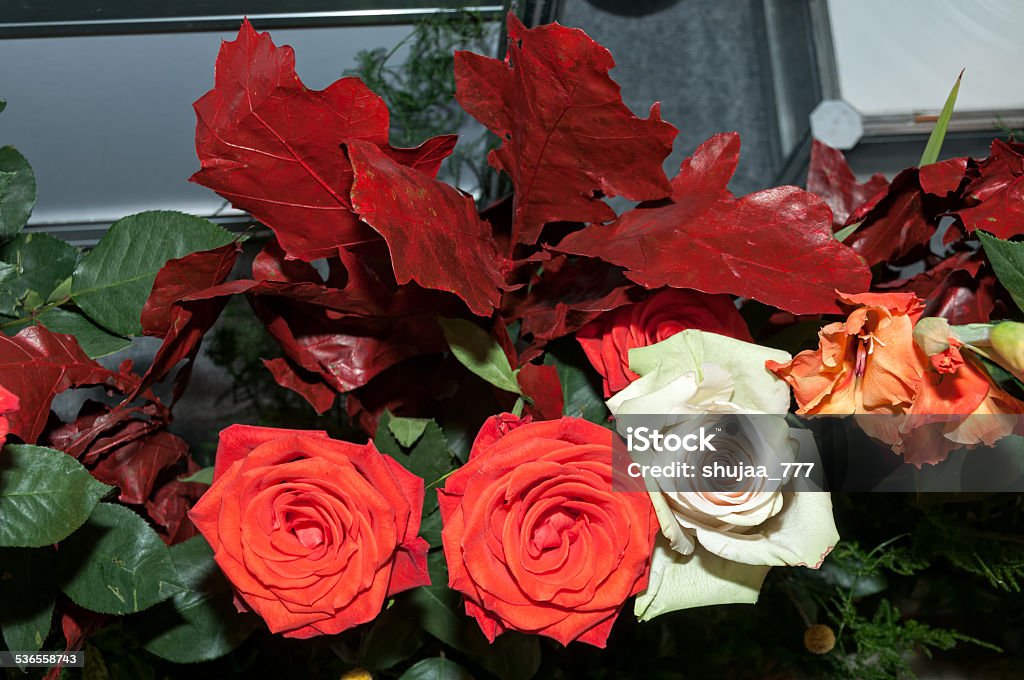 Three colorful red and white roses Three red and white roses ornated by colorful leaves close up view 2015 Stock Photo