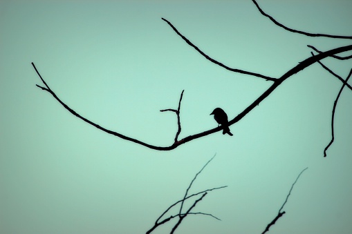 Silhoutte picture o bird sitting on a branch