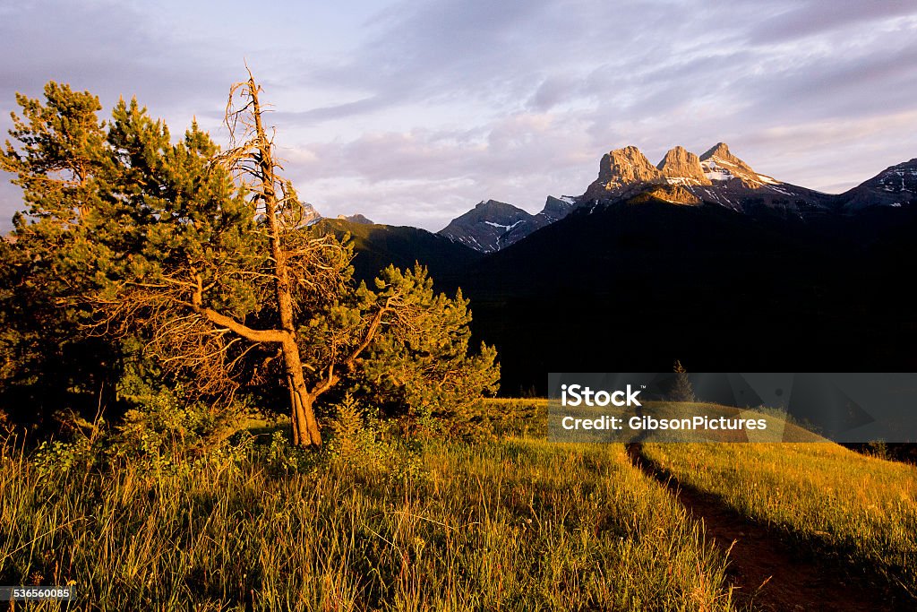 Alberta Trail A view of a single track trail in Alberta, Canada.  Popular with mountain bike riders, runners and hikers.  2015 Stock Photo
