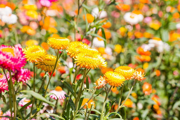 istock Strawflower field in Thailand 536576302
