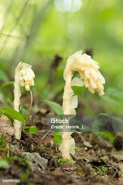 Pinesap Monotropa Hypopitys Stock Photo - Download Image Now - Close-up, Color Image, Dutchman's Pipe