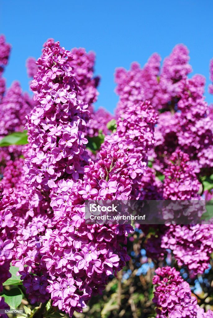 Fliederblüten Detail of lilac flowers cloudless sky 2015 Stock Photo