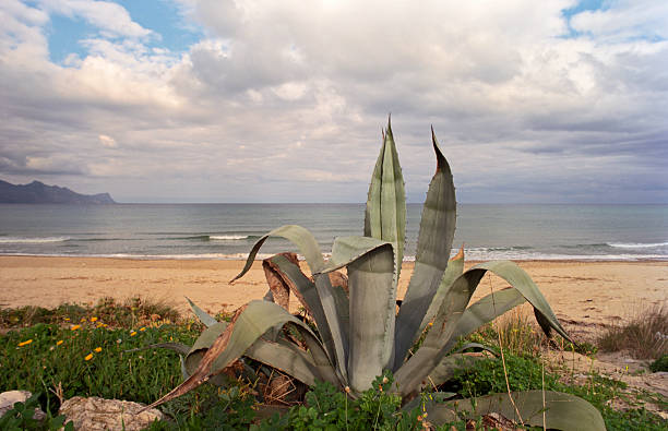 대규모 공장 용설란 in 시실리, 동절기의 - agave italy aloe sea 뉴스 사진 이미지