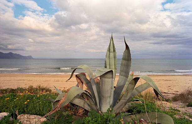 duża roślina z rodzaju agave w sycylii, zima - agave italy aloe sea zdjęcia i obrazy z banku zdjęć