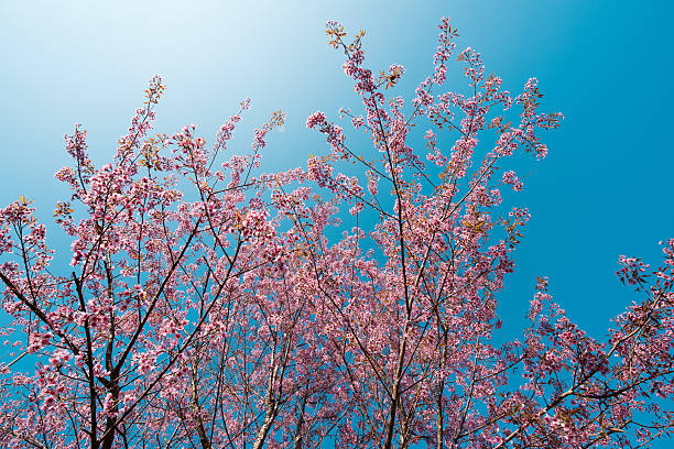 istock Pink sakura blossoms in Thailand 536611347