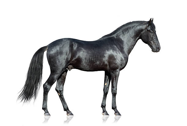 istock Black horse standing on white background, isolated. 536612299