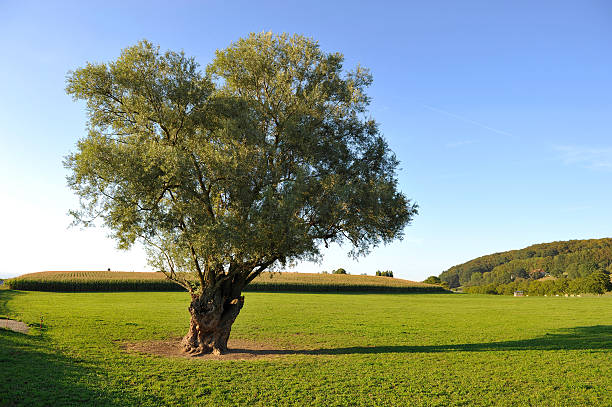istock Lonely tree in the countryside of Canton de Vaud 536613307