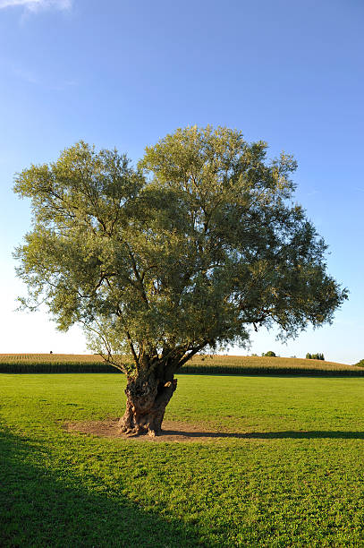 Lonely tree in the countryside of Canton de Vaud