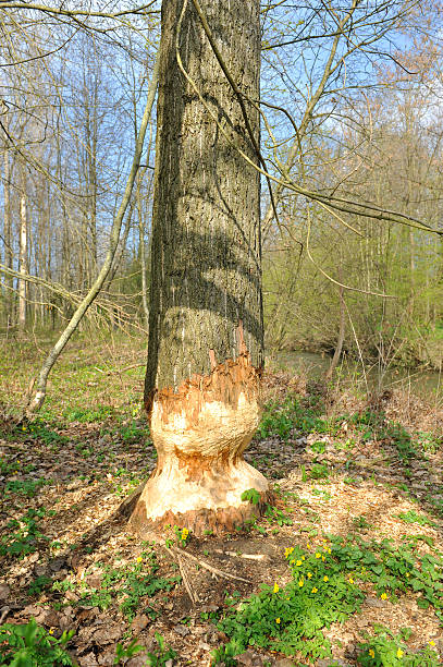 istock The work of beaver at the Venoge shore 536613431