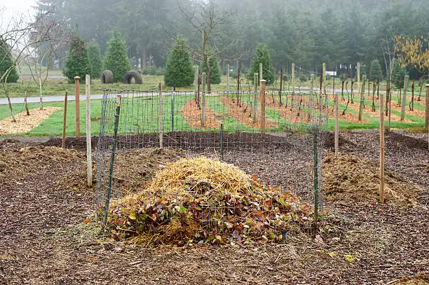 A Winter view of a Compost Pile in the food garden area in The Oregon Garden in Silverton, Oregon. This Compost pile is from dead vegetation from last seasons garden. In the background is a grape vine area prepared for next growing season. The Oregon Garden’s Rediscovery Forest can be seen in the distant background with light fog. Located not far from Salem, Oregon the State Capitol. I am a Photographer level member of The Oregon Garden as required by the Garden for Commercial use of photos.
