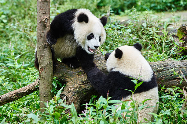 istock two Panda bears cubs playing Sichuan China 536614589