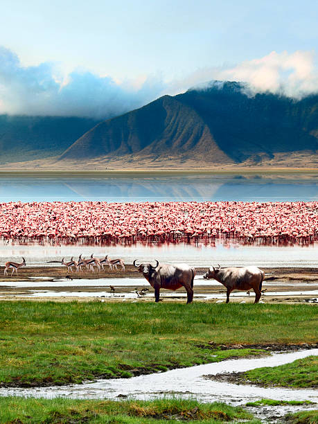 istock Landscape of African wildlife 536614693