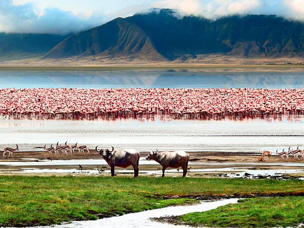 istock Landscape of African wildlife 536614695