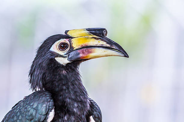 istock face of Great hornbill, close up 536614769