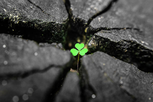 istock plant growing out of a tree stump 536615535