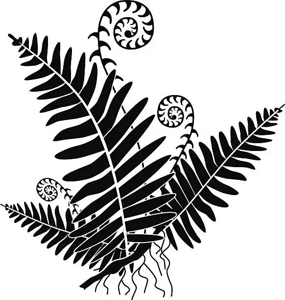 Vector illustration of vector fern with new growth curls in black and white