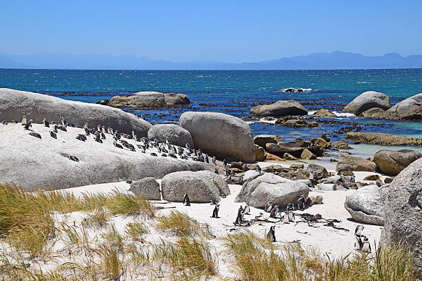 istock Boulders Beach, South Africa (Penguin Beach) 536621252