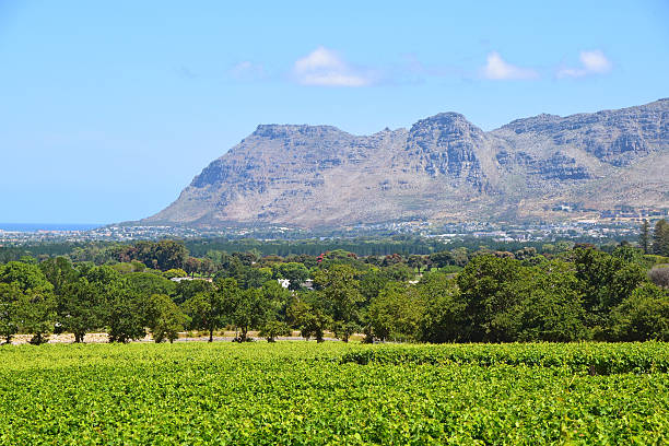 istock Vineyard in Wine Country 536627284