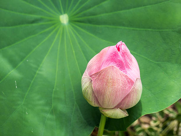 istock lotus in lotus leaf background 536646434