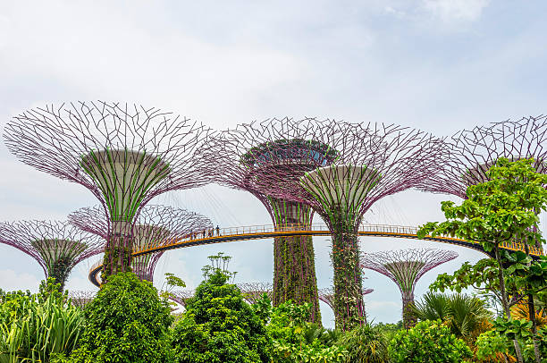 gardens by the bay, singapore - gardens by the bay photos et images de collection