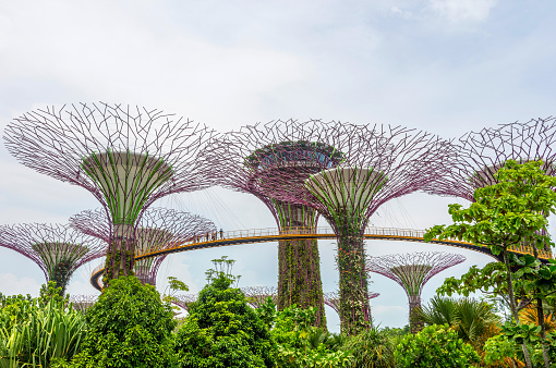 Singapore, Singapore - April 5, 2016: View on green abstract trees of Gardens by the bay. Gardens are strategic singaporean plan to transform city to \