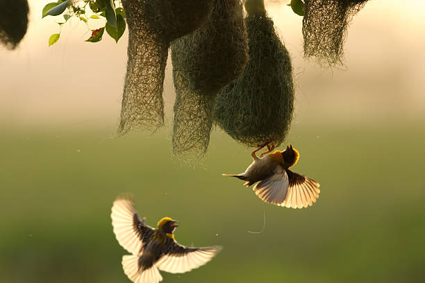 Weaver bird and nest stock photo