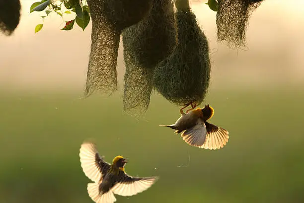 The Baya Weaver (Ploceus philippinus) is a weaverbird found across South and Southeast Asia.