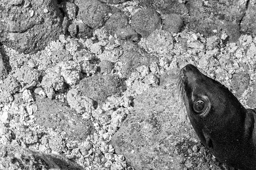 Puppy sea lion seal coming to you to have fun and play in black and white