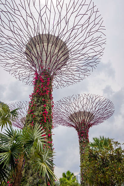 Singapore, Singapore - April 5, 2016: View on green abstract trees of Gardens by the bay. Gardens are strategic singaporean plan to transform city to \