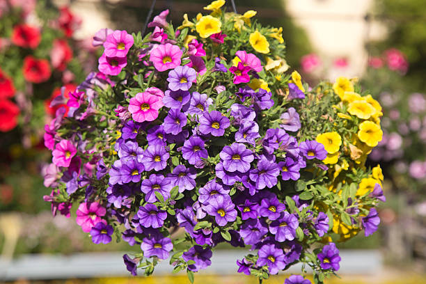 istock Hanging basket with colored Petunias 536650810