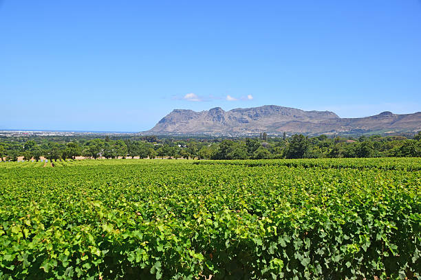 istock Vineyard in Wine Country 536650920