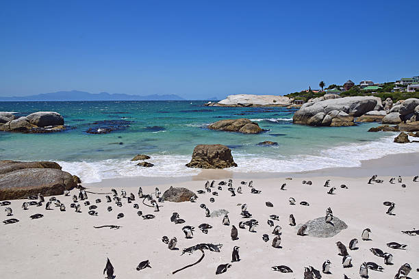 istock Boulders Beach, South Africa (Penguin Beach) 536650970