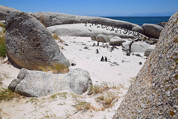 istock Boulders Beach, South Africa (Penguin Beach) 536651002