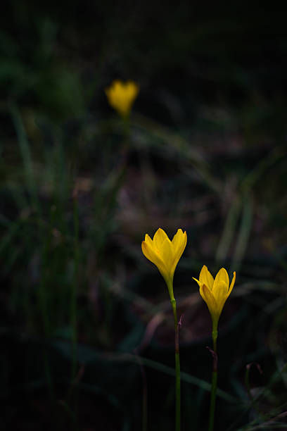 istock Yellow flowers in the dark 536655382