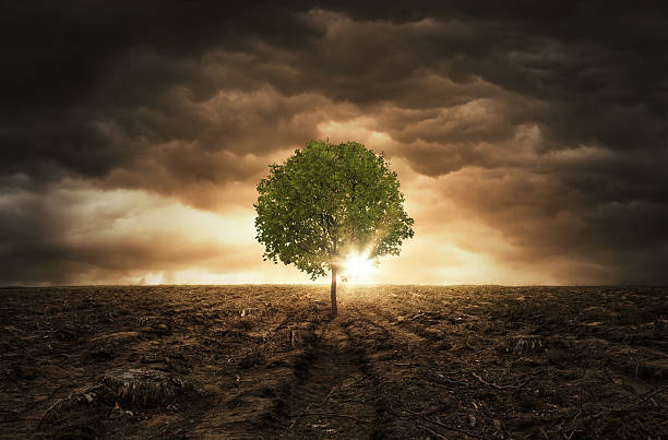 Lonely tree Single tree left on the cut out forest field over dramatic sky with copy space lumber industry photos stock pictures, royalty-free photos & images