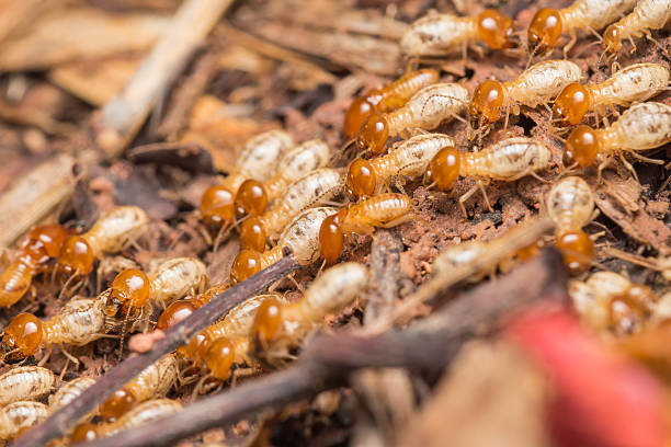 termites - colony swarm of insects pest animal imagens e fotografias de stock