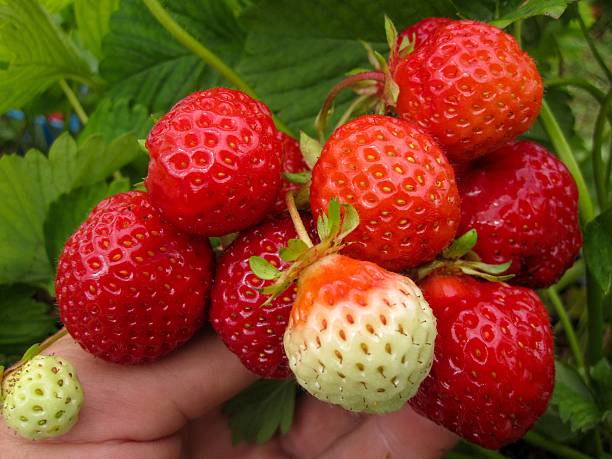 istock Brush the red ripe strawberry 536661662