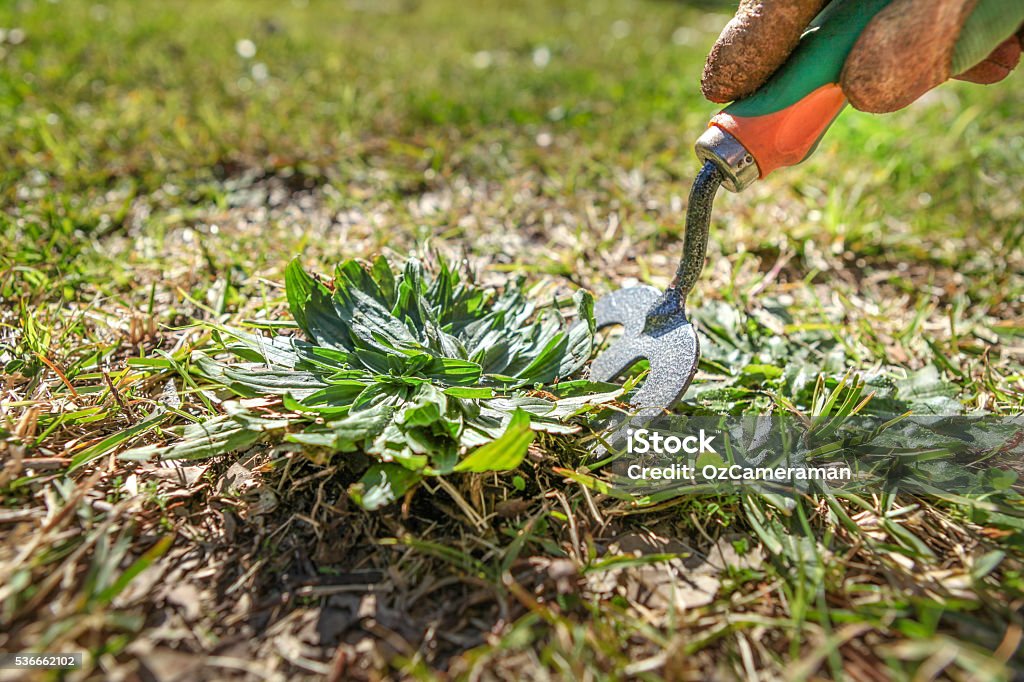 Unkraut vom Rasen mit einer Gartengabel - Lizenzfrei Jäten Stock-Foto