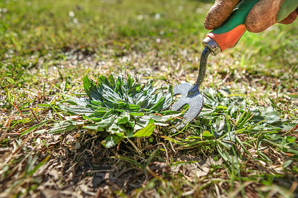 Weeding the lawn with a garden fork CLose up of removing a weed from the lawn. Grass maintenance and gardening chores and jobs. uncultivated stock pictures, royalty-free photos & images