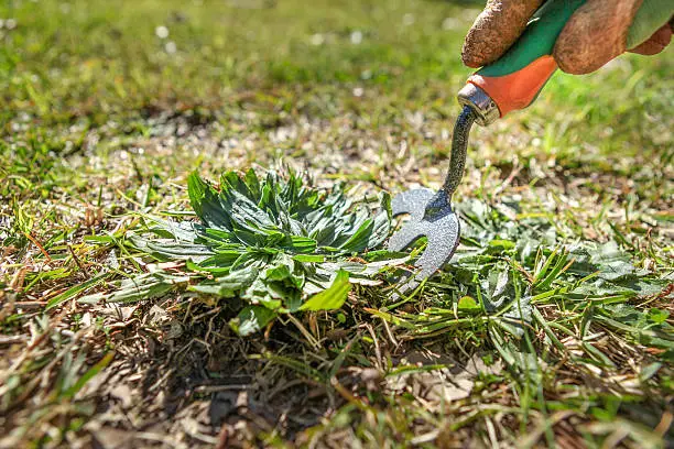 CLose up of removing a weed from the lawn. Grass maintenance and gardening chores and jobs.