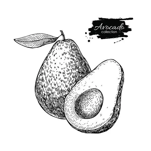 Vector illustration of Vector hand drawn avocado and sliced pieces illustration.