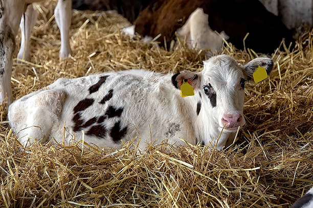 istock Calf on the farm 536662720