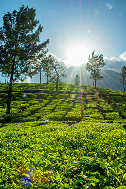 sol através de nuvens sobre a montanha - munnar imagens e fotografias de stock