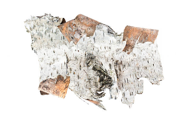 istock Piece of birch bark 536665170
